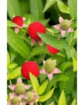 Тибетська малина / Малина трояндолиста Юстина | Rubus Illecebrosus Justina | Тибетская малина / Малина розолистная Юстина